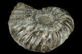 Ammonite (Eupachydiscus) Fossil - British Columbia #180825-2